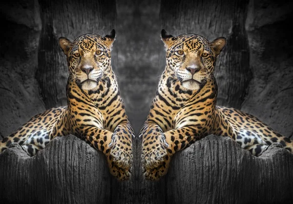 Két Jaguars Pihenhetnek Természeti Környezet Állatkert — Stock Fotó