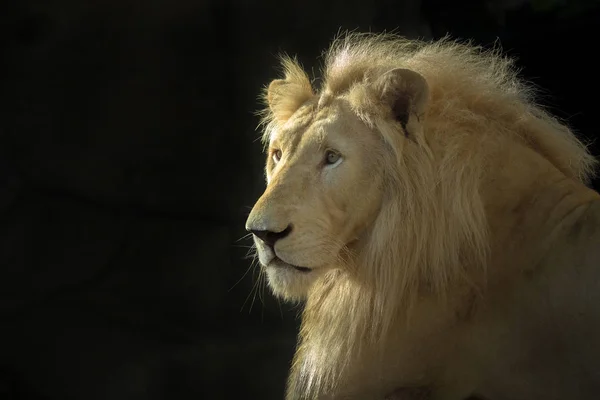 Das Gesicht Des Weißen Löwenmännchens Auf Schwarzem Hintergrund — Stockfoto