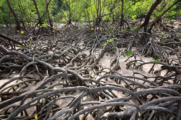 Schoonheid Van Het Landschap Van Mangroven — Stockfoto
