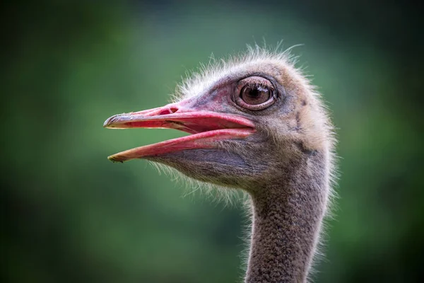 Cabeza Cara Del Avestruz Atmósfera Natural —  Fotos de Stock