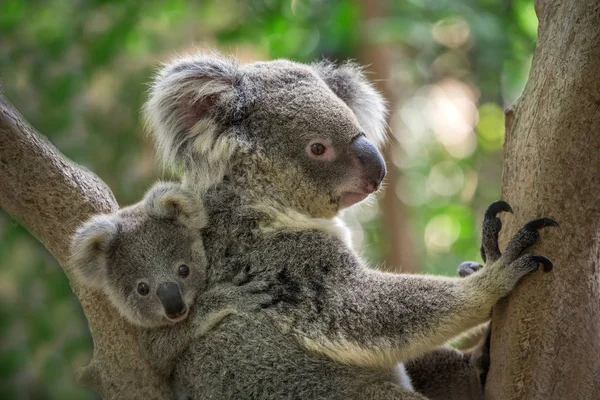 Anne ve bebek koala doğal ortamda bir ağaç üzerinde.
