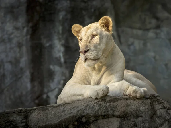 Leão Fêmea Branco Atmosfera Natural Zoológico — Fotografia de Stock
