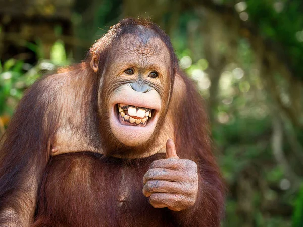 Młody Orangutan Uśmiechnął Się Zachował Się Jak — Zdjęcie stockowe
