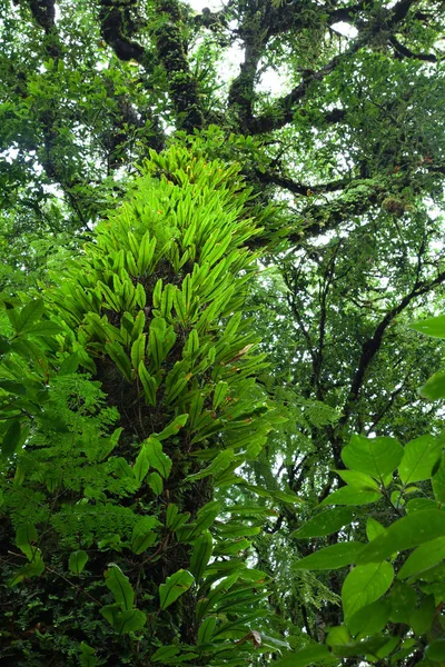 Beauté Naturelle Forêt Tropicale — Photo