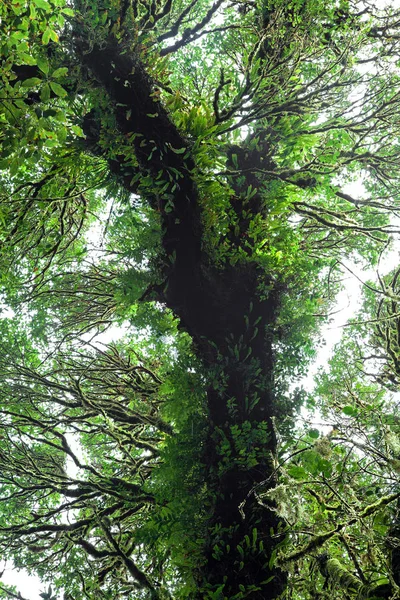 Natürliche Schönheit Des Regenwaldes — Stockfoto