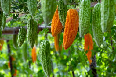 Kabak taze meyve bahçesinde bitkiler üzerinde.