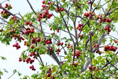Cesedi şifa için Samrong bitki otlar taze meyve.