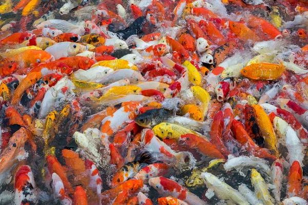 Berwarna Indah Ikan Koi Kolam — Stok Foto