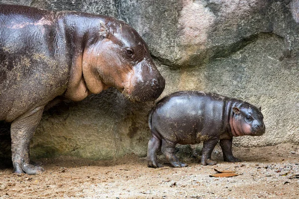 Mère Bébé Hippopotame Pygmée Dans Atmosphère Zoo — Photo