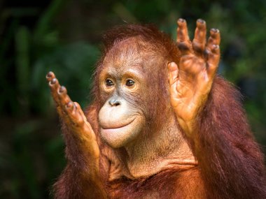 Genç orangutan zevk Hayvanat Bahçesi Doğal ortamında alkışlar.