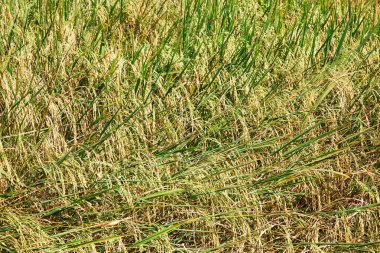 Pirinç ve tahıl hasat için hazır.
