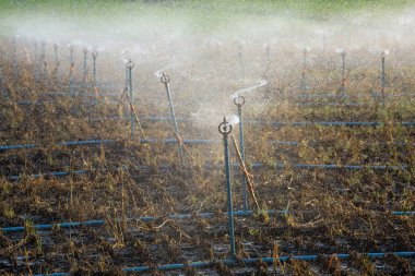 Springer sahada su püskürtme.