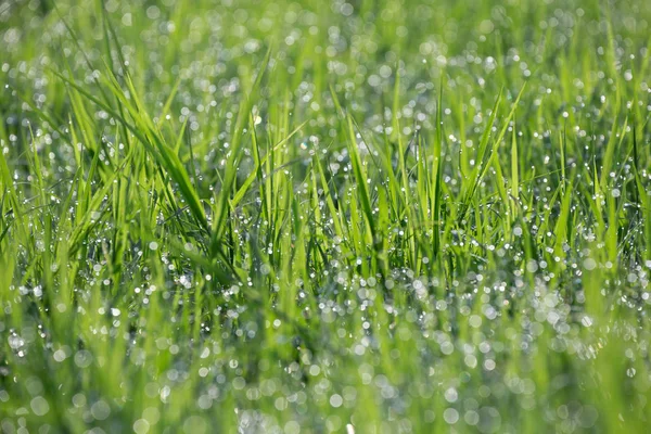 Gouttes Rosée Sur Herbe Verte Dans Atmosphère Beauté Naturelle — Photo