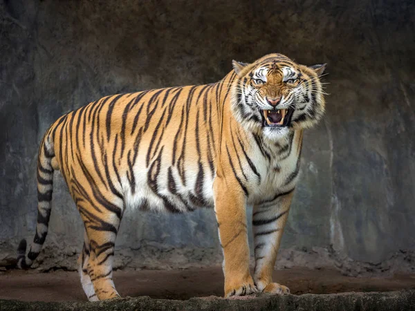 Sumatras Tigrar Ryta Den Naturliga Atmosfären Djurparken — Stockfoto