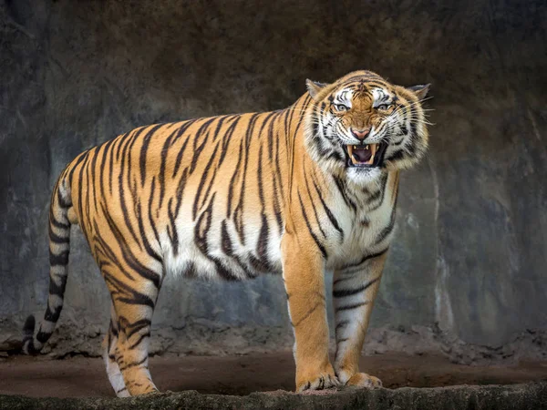 Sumatra kaplanlar Hayvanat Bahçesi doğal ortamda kükreyen.