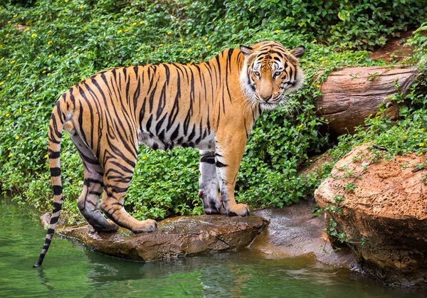 Tigre Sumatra Pie Atmósfera Natural Del Zoológico — Foto de Stock