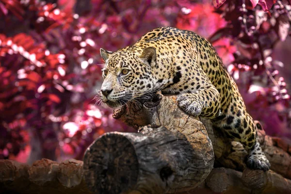 Jaguar güneşlenme yalan üzerine doğal atmosfer orman ormanda.