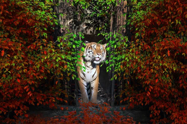 Férfi Szumátrai Tigris Álló Természetes Erdő Közepén — Stock Fotó