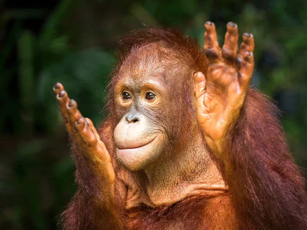 Ung Orangutang Klappar Glädje Den Naturliga Miljön Djurparken — Stockfoto