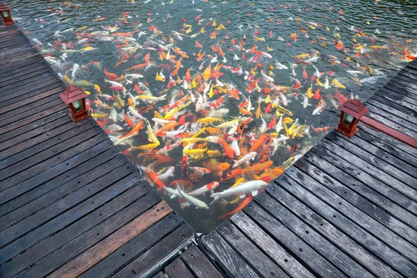 Färgglada Vackra Koi Fisk Dammen — Stockfoto