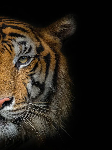 Ansiktet Manlig Tiger Svart Bakgrund — Stockfoto
