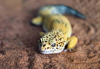 Şekil ve doğal bir ortamda bir leopar gecko yüzü.