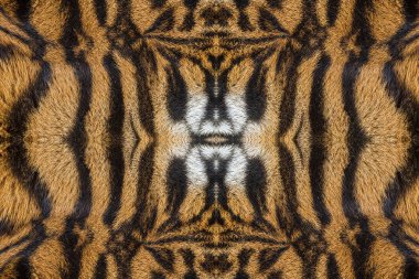 Doku ve kaplan için arka plan dokusu.