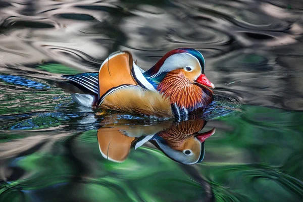 Erkek Mandarin ördekleri güzel bir desen ile suda yüzüyor.
