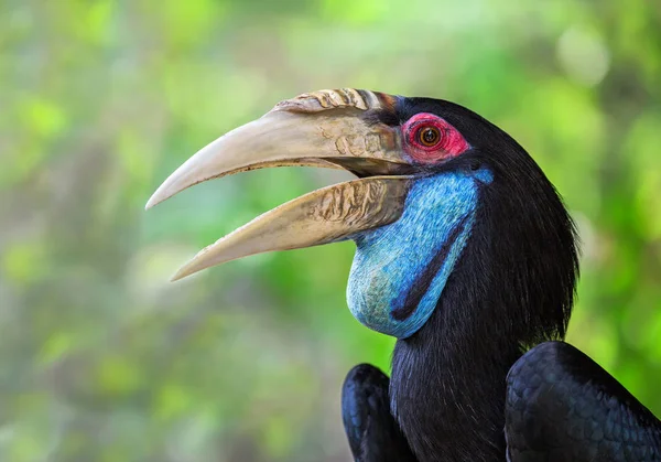 고리로 Hornbill 상세한 Hornbill Rhyticeros Undulatus 고리로 Pouched — 스톡 사진