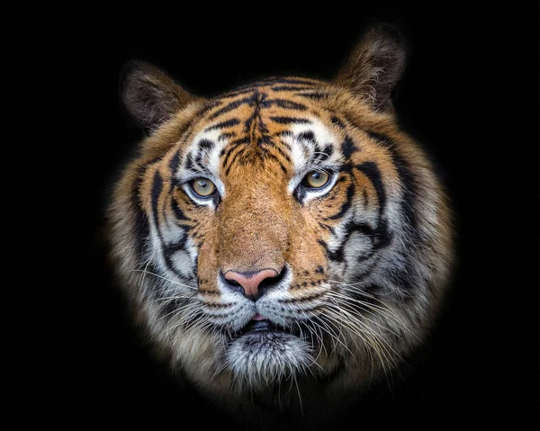 Textúra Ázsiai Tigris Arcát Fekete Háttér Minta — Stock Fotó