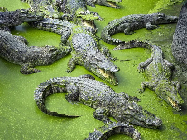 Crocodile Dans Atmosphère Naturelle — Photo