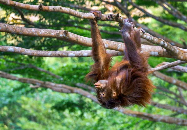 Młody Chłopak Orangutan Jest Złośliwy Drzewo — Zdjęcie stockowe