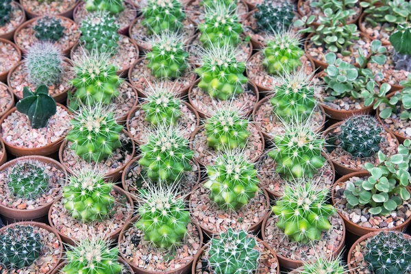 Desert cactus plant species in pots.
