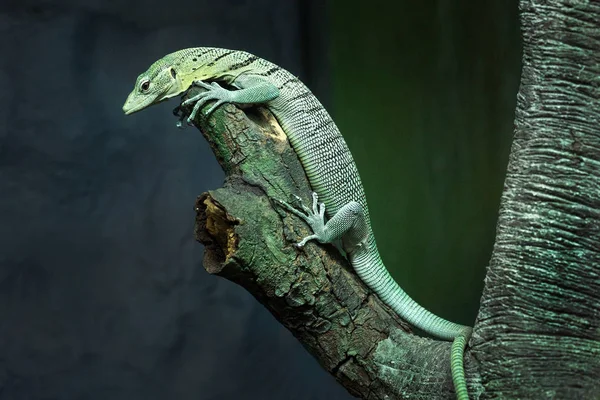 Water monitor green (Varanus salvator) on a tree in the zoo\'s natural atmosphere.