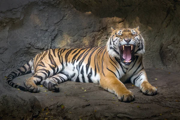 Handlingen Tigern Asiatiska Män Vila Naturlig Grotta — Stockfoto