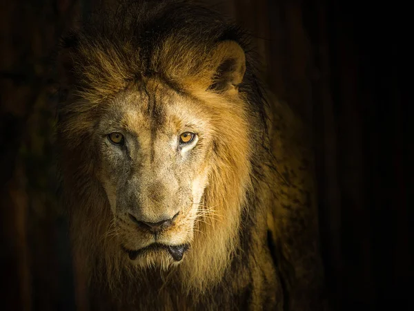 Detail Gesicht Des Eleganten Männlichen Löwen — Stockfoto