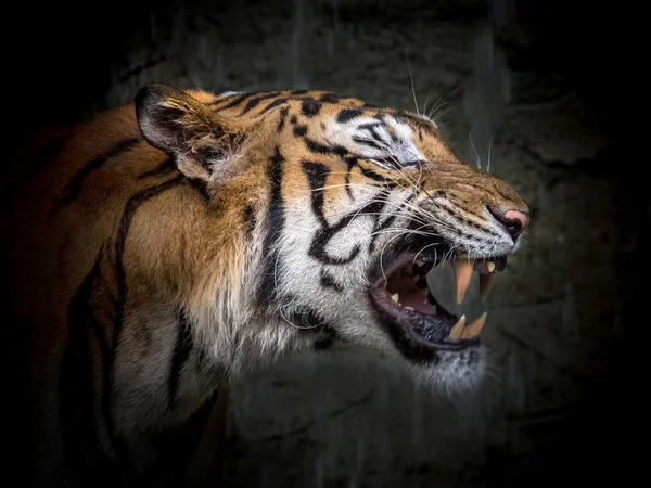 Arc Ázsiai Tigrisek Zúgó — Stock Fotó