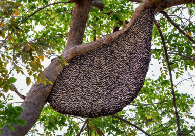 Ormandaki bir ağaç üzerinde asılı arı kovanı.