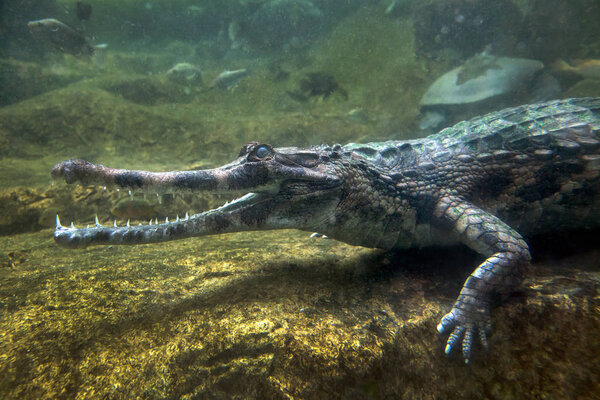 The motifs and body of the gharial in the underwater atmosphere of the zoo.