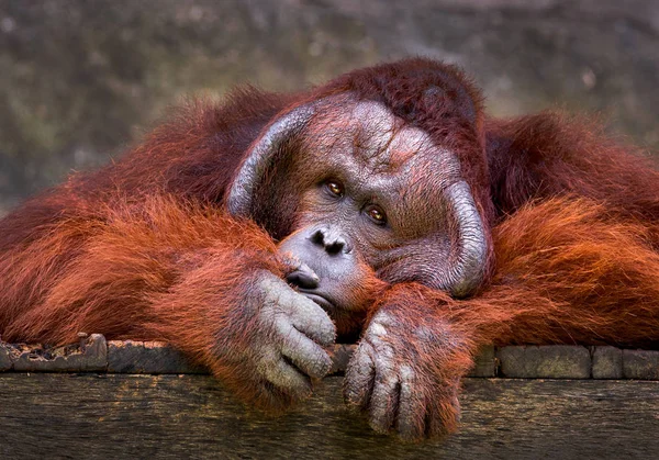 Relaks Naturalnej Atmosferze Zoo Orangutan — Zdjęcie stockowe