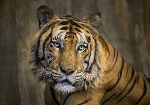 Colorful Patterns Faces Asian Tigers — Stock Photo, Image