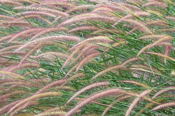 Padrões Coloridos Flores Grama Para Fundo — Fotografia de Stock