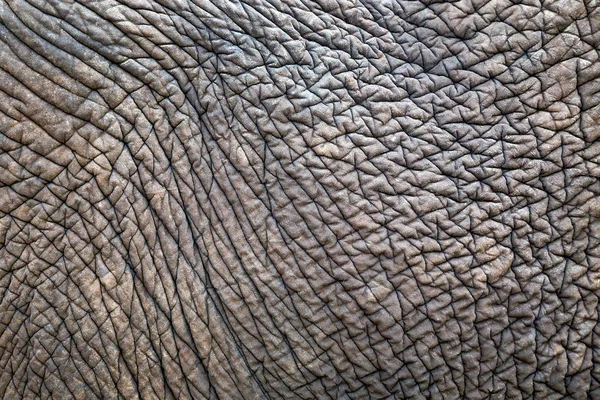 背景的亚洲象的纹理和样式 — 图库照片