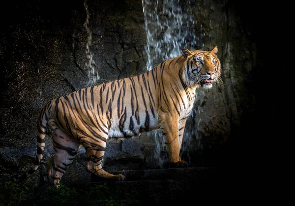 Tigre Asiático Macho Pie Resto Entorno Natural Del Zoológico — Foto de Stock