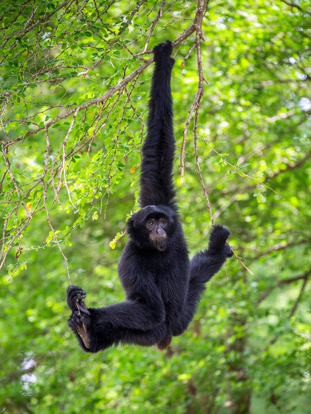 Siamang ( Giant Muntjac, or Black Gibbons )are hanging on trees in a natural setting.