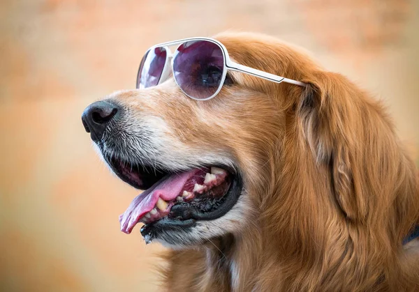 Face Golden Dog Wearing Glasses — Stock Photo, Image