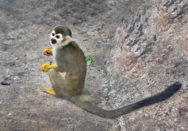 Macaco Esquilo Sentado Uma Rocha Atmosfera Zoológico — Fotografia de Stock