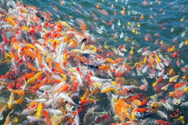 Coloridos Patrones Cangrejos Río Nadando Estanque — Foto de Stock