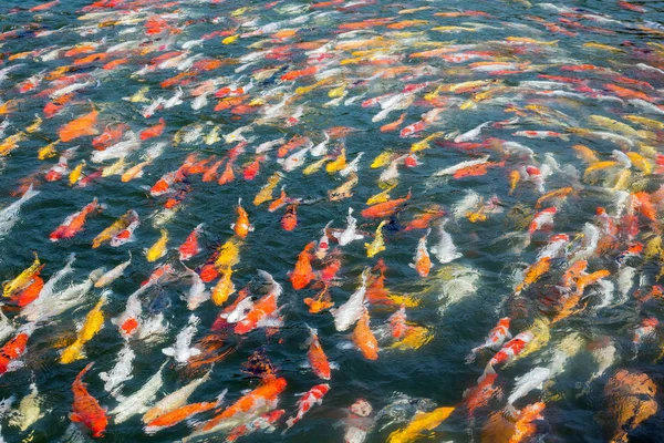 Padrões Coloridos Lagostins Nadando Lagoa — Fotografia de Stock