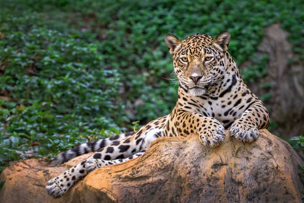 Jaguar Skalách Přirozené Atmosféře — Stock fotografie